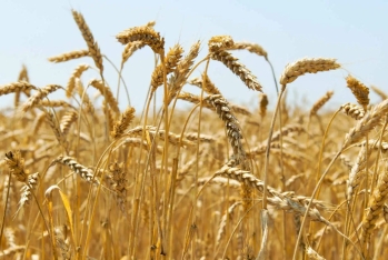 Azərbaycanın taxıl şirkəti səhmdarlarını - YIĞINCAĞA ÇAĞIRIR