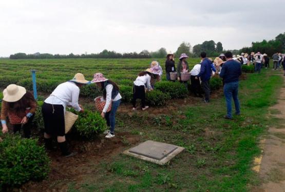 “Yaşıl çay” yığıma başladı - Hektardan 5 ton məhsul gözlənilir
