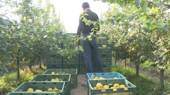 Dövlət dəstəyi ilə salınan intensiv bağlar: Saatlı heyvası - [red]Dubaya və Avropaya ixrac olunur[/red] | FED.az