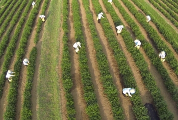 Lənkəranın çay sahələri 600 hektardan çox olacaq – FOTO