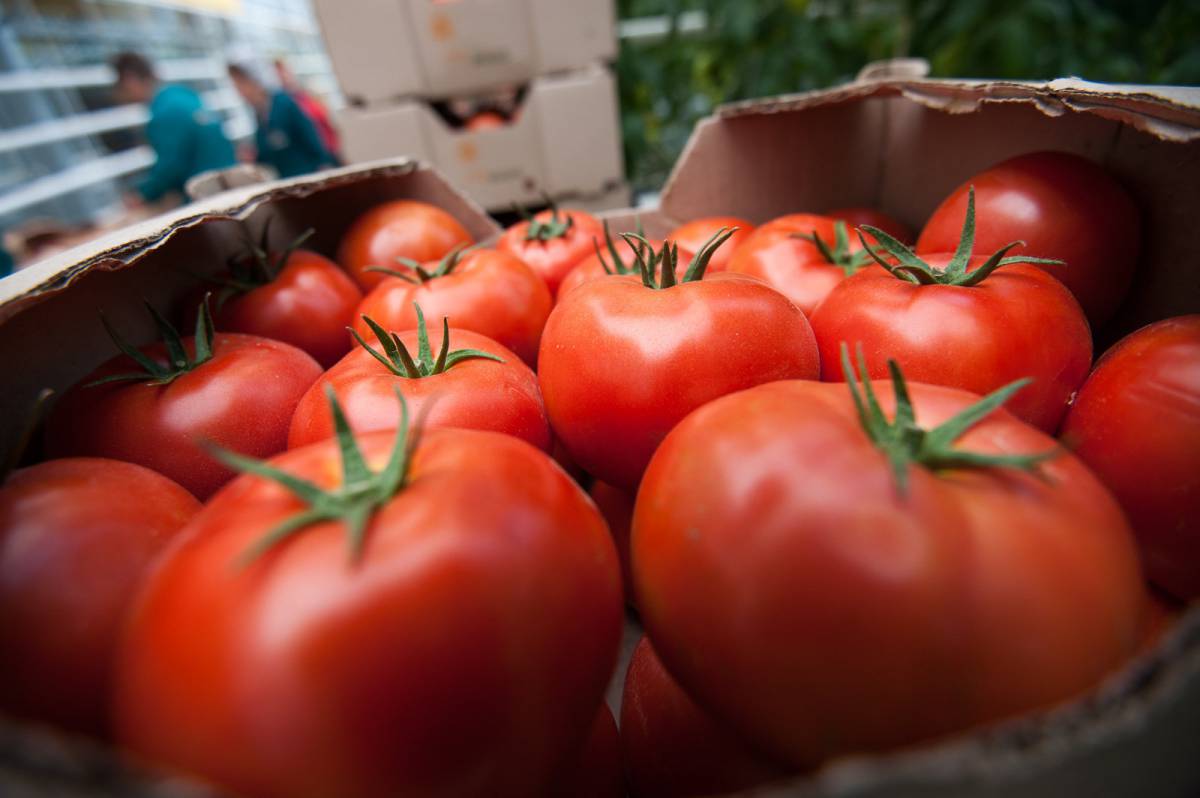Azərbaycan Rusiyaya pomidor ixracını 8% artırıb