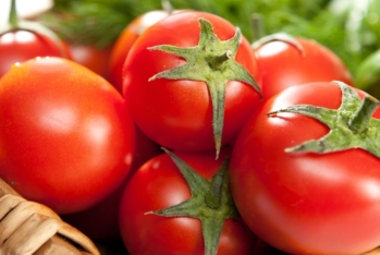 Azərbaycanın pomidor ixracı 160 milyon dollara çatdı - YENİ RƏQƏMLƏR