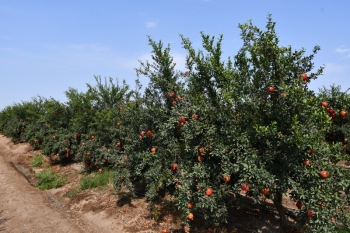 “İD-Aqropark” hər hektardan 10 ton nar yığımağı planlaşdırır - 7000 HEKTAR SAHƏ, 300-DƏN ÇOX İŞÇİ | FED.az