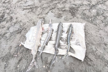 Qanunsuz balıq ovuna qarşı mübarizə tədbirləri davam etdirilir | FED.az