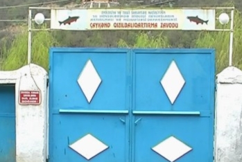 Çaykənd Qızılbalıq Zavodu yenidən qurulacaq – İŞLƏR BAŞLANILDI – TENDER