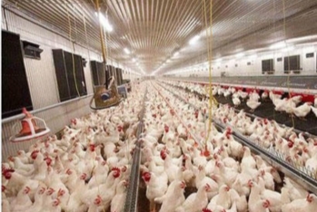 Azərbaycanda quşçuluq şirkətinin səhmdarları toplanır