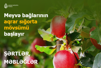 Azərbaycanda meyvə bağlarının aqrar sığortası mövsümü başlayır – ŞƏRTLƏR, MƏBLƏĞLƏR