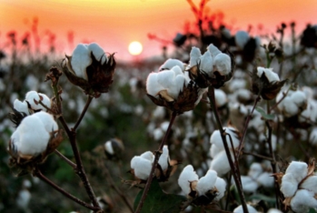 Azərbaycanda pambıqçılara subsidiyaların ödənilməsinə başlanılıb