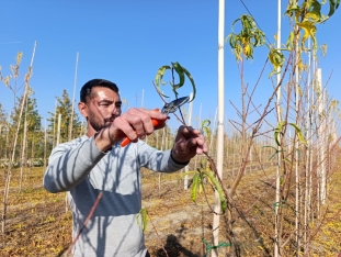 Azərbaycanda meyvə bağı üzrə 321 min manat sığorta ödənişi edilib | FED.az