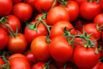 Rusiya Ermənistandan da pomidor - İdxalını Dayandırır