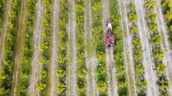 Qiyməti 60 qəpikdən 8 manata kimi dəyişir - NAR YIĞIMI BAŞLANDI | FED.az