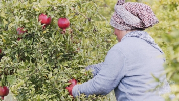 Qiyməti 60 qəpikdən 8 manata kimi dəyişir - NAR YIĞIMI BAŞLANDI | FED.az