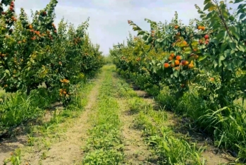 Zəngilanın Ağalı kəndində yığılan meyvələr xarici bazarlara satılır