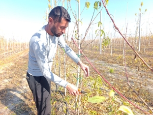 Azərbaycanda ilk dəfə meyvənin dəyərinin azalması üzrə aqrar sığorta ödənişi edilib | FED.az
