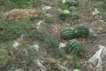 Qarpızlar sahələrdə qaldı – Yerində 5-10 qəpiyə təklif olunur - VİDEO