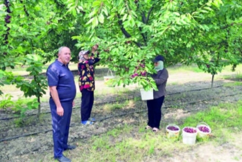 "Müşavirədə xahiş etdim ki, yağışla bağlı da şimal zonasındakı fermerlərə subsidiyalar ayrılsın"