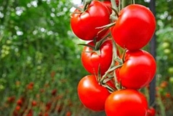 Pomidor bu il 128 milyon dollardan çox - Valyuta Gətirib