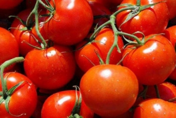 Qazaxıstana ixrac olunan pomidorla bağlı - Araşdırmalar Aparılır