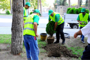 Dövlət Xidməti abadlıq işləri ilə bağlı - TENDER KEÇİRİR