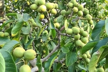 Azərbaycanda yeni salınan intensiv qoz bağlarına görə fermerə dövlət dəstəyi veriləcək