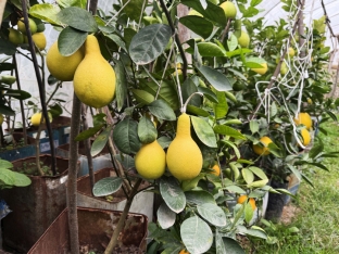Azərbaycanda yeni sitrus meyvəsi yetişdirilir - Bir ağacdan 40 kiloqram meyvə yığmaq olur - FOTOLAR | FED.az
