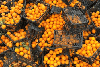 AQTA Azərbaycana gətirilən portağalların süni şəkildə rənglənməsi məsələsinə aydınlıq gətirib