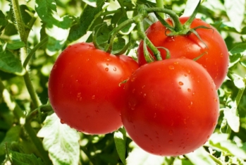 Azərbaycan birinci rübdə pomidor ixracını - 53% ARTIRIB