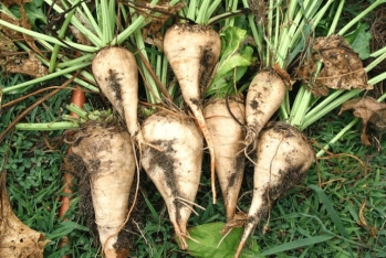 Azərbaycanda şəkər çuğunudurun yığımı xeyli artıb