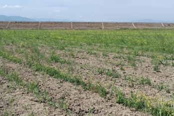 Ağstafada ilk dəfə olaraq qulançar təsərrüfatı yaradılıb - Bir hektara 1-3 ton məhsul - Rusiya, Türkiyə bazarına göndəriləcək - FOTOLAR