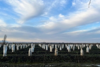 Azərbaycanda limon, naringi və portağal bağı üzrə sığorta ödənişləri edilib - FOTO