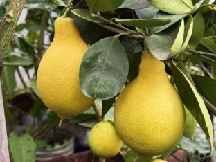 Azərbaycanda yeni sitrus meyvəsi yetişdirilir - Bir ağacdan 40 kiloqram meyvə yığmaq olur - FOTOLAR | FED.az