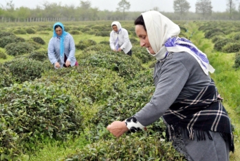 Azərbaycanda çay istehsalının 60 faizi bir rayonun - Payına Düşür