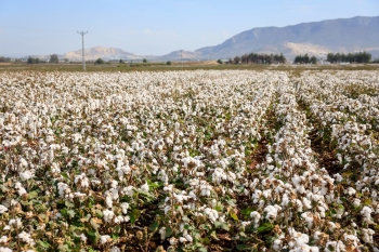 Trendyolmilla ilkə imza atıb: Regenerativ pambıqdan cins kolleksiyası - [red]FOTOLAR[/red] | FED.az
