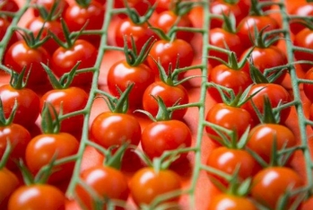 Daha 15 müəssisədən Rusiyaya pomidor ixracına - İcazə Verilib