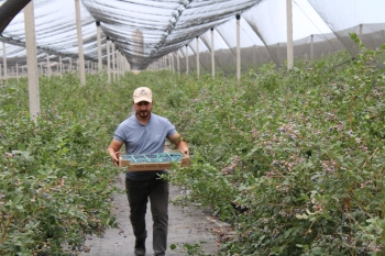 Kilosu 24 manatdır, ərəb ölkələrinə satılır - Mavigilə təsərüfatından reportaj - FOTOLAR | FED.az