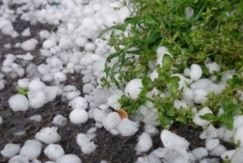 Daşkəsənə dolu düşüb, təsərrüfatlara  ziyan dəyib
