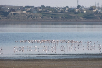 Hacıqabul gölü quruyub - VİDEO