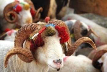 Bu il qurban kəsmək neçəyə başa gələcək? - MƏBLƏĞLƏR