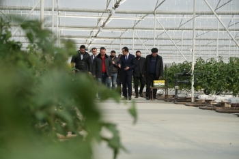 İcra başçısı fermerin təsərrüfatında: 5 hektar pomidor istixanası, 200 hektar bağı var - FOTOLAR | FED.az