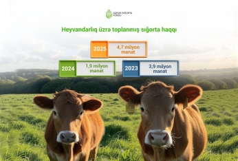 Fermerlər heyvanlarını daha çox sığortalayır: göstərici 2 dəfə yüksəlib | FED.az