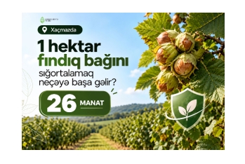 Xaçmazda fındıq bağını sığortalamaq neçəyə başa gəlir? – ŞƏRTLƏR, MƏBLƏĞLƏR