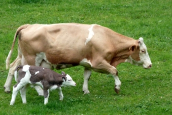 İnək və qoyunların erkən yaş və aşağı çəkidə kəsilməsi qanunvericiliklə tənzimlənəcək