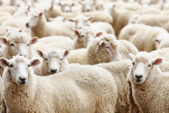 Bazarda qurbanlıq heyvanların qiymətləri necədir? - VİDEO