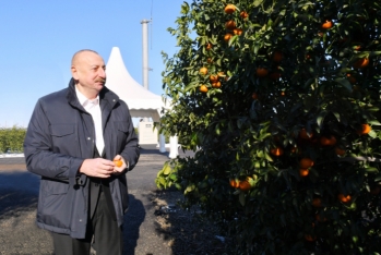 Prezident Lənkəranda “Lenk Fruit” MMC-nin sitrus bağında olub - FOTO | FED.az