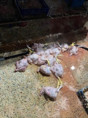 Xırdalanda 2 min toyuğun qanunsuz kəsildiyi sex bağlandı - FOTOLAR | FED.az