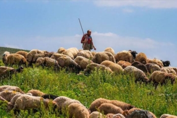 Azərbaycanlı çoban Ermənistan ərazisinə keçib?