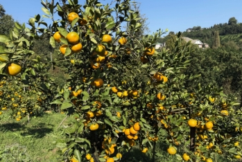 Mövsümün əvvəlində 2 manata idi, indi 1 manata düşdü, məhsul boldur - FOTOLAR