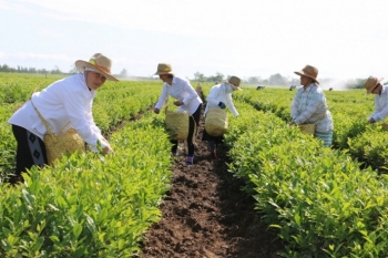 Çay plantasiyalarının hər hektarına görə - 700 MANAT SUBSİDİYA VERİLƏCƏK