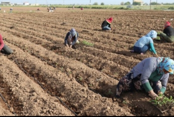 Kənd təsərrüfatında mövsümi çalışanlara gündəlik nağd ödənişin yuxarı həddi artırılır