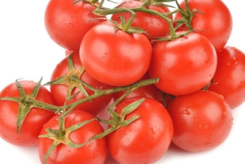 Pomidor ixracı Azərbaycana 175 milyon dollardan çox valyuta gətirib